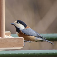 バードフィーダーにとまるヤマガラ