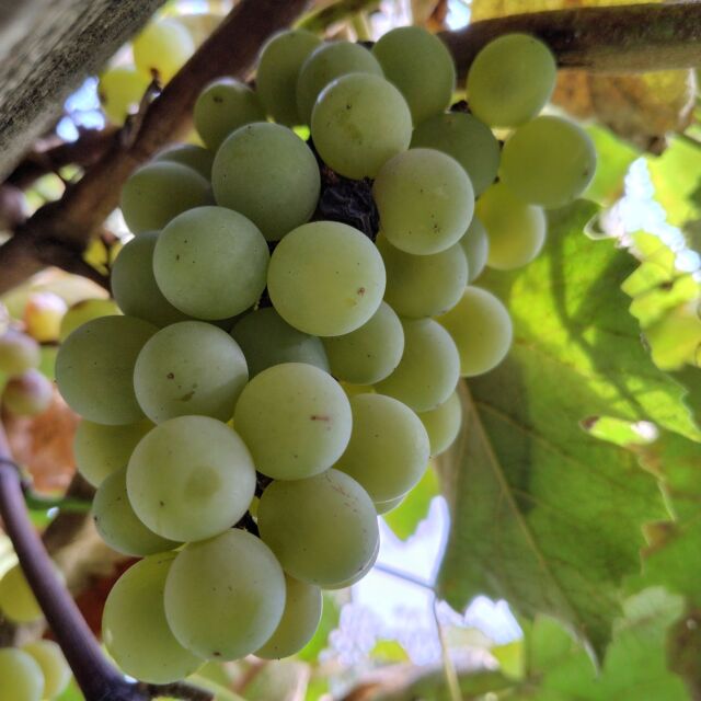 うちの#ブドウ棚 の#ナイアガラ を、いちおう10房ぐらい収穫して食べました。
今年も、枝の剪定・摘果、追肥とかをちゃんとやらずほったらかしたので、実はたくさん成ってもほとんど落ちたり干しブドウ化して食べられず、残念。
毎年、来年こそちゃんと成らせるぞ！と思うのだが。。