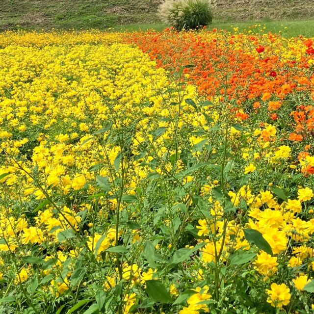 #国営アルプスあずみの公園 (堀金・穂高地区)の #キバナコスモス (9/27)