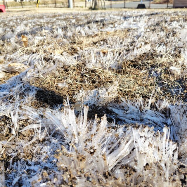 マイナス8度の今朝、近くの公園に一面見事な#霜柱 ができてました。
長いのは10cmぐらいあり、先端に土が付いていて、エノキダケかマッチ棒のようで可愛らしい。
霜柱って、同じように土があっても畑や田んぼにはできず、また、同じように寒い朝でもできないときはまったくできず、
場所と日によって、花が咲くように一面に成長する摩訶不思議なヤツです。