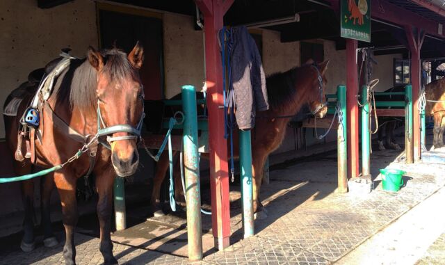 #ホースランド安曇野 の馬たち。今年も3/15に#長野ホースショー が開催されます。