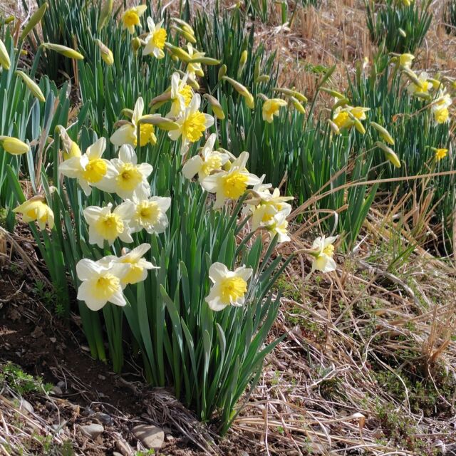 #早春 を告げる花たちの2番手の#水仙 。福寿草に続き、うちの近くの土手で今日咲き始めているのを発見
#風に揺れるスイセン